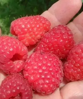 ягоды малины Феномен