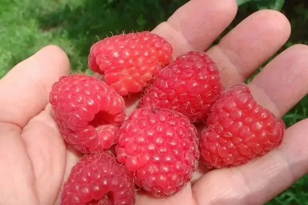 ягоды малины Феномен