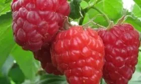 ягоды малины Красная королева