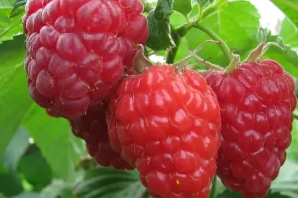 ягоды малины Красная королева