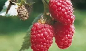 ягоды малины Орбита