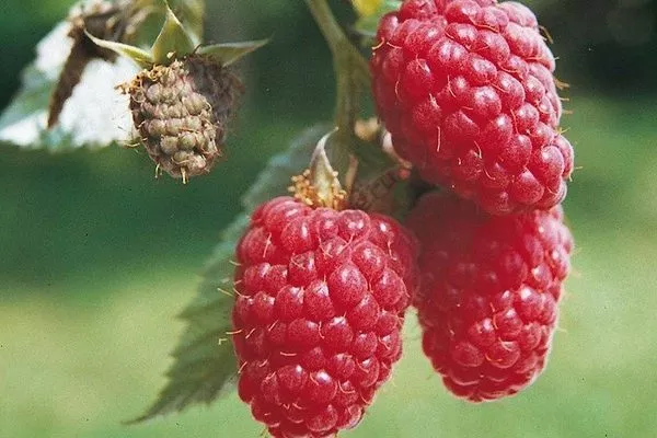 ягоды малины Орбита