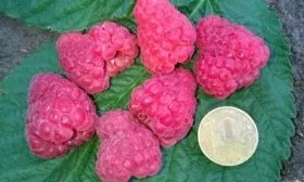 ягоды малины Патриция