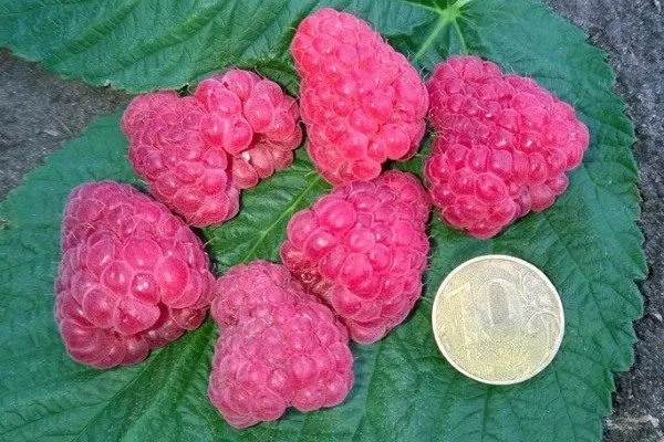 ягоды малины Патриция