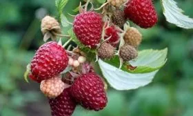 ягоды малины Полана