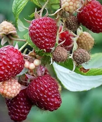 ягоды малины Полана