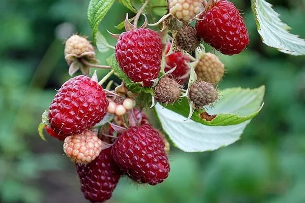 ягоды малины Полана