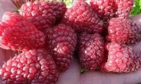 ягоды малины Самохвал