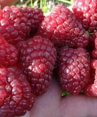 ягоды малины Самохвал