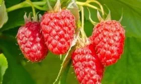 ягоды малины сорта Изобильная