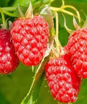 ягоды малины сорта Изобильная