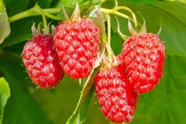 ягоды малины сорта Изобильная