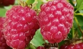 ягоды малины Татьяна