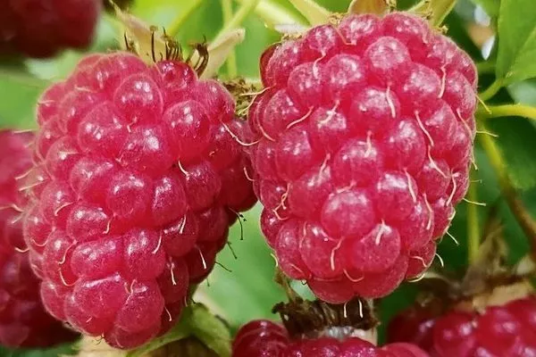 ягоды малины Татьяна