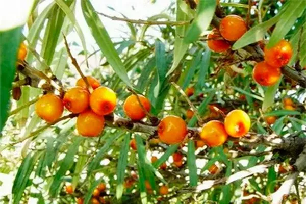 Янтарное ожерелье