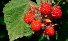 Японская малина полезные свойства