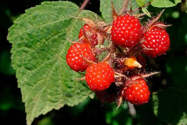 Японская малина полезные свойства