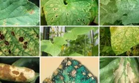 Заболевания и паразиты