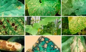 Заболевания и вредители