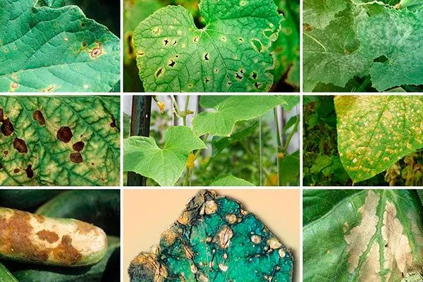 Заболевания и вредители