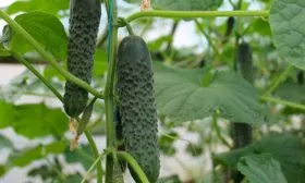 Характеристика внешнего вида растения и зеленцов