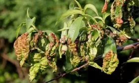 Защита персика от заболеваний и вредителей