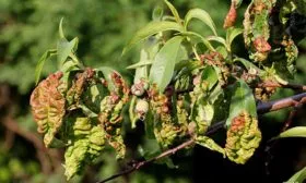 Защита персика от заболеваний и вредителей