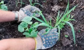 Прополка огурцов