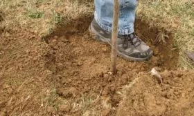 засыпка саженца и утрамбовка земли