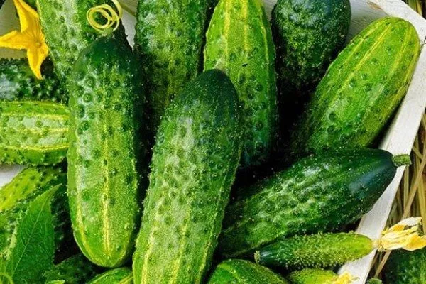 плоды Зелёнки