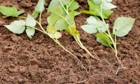 Зелёными черенками