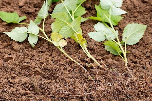 Зелёными черенками