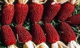 Земляничная кукуруза