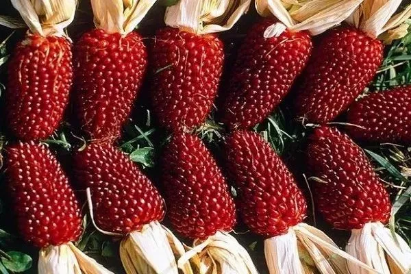 Земляничная кукуруза