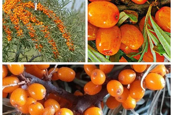 Жемчужница2