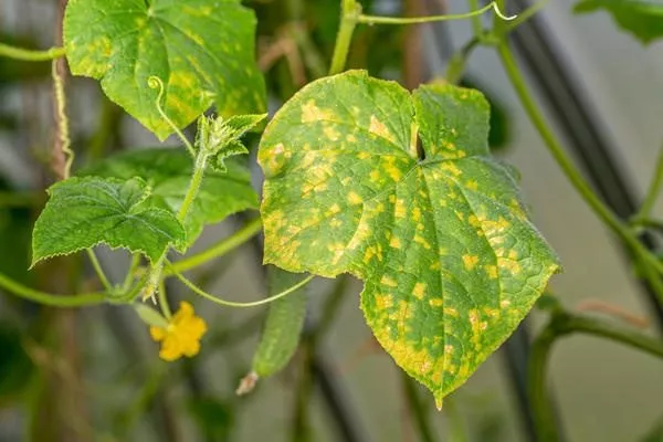 жёлтые листья у Шоши