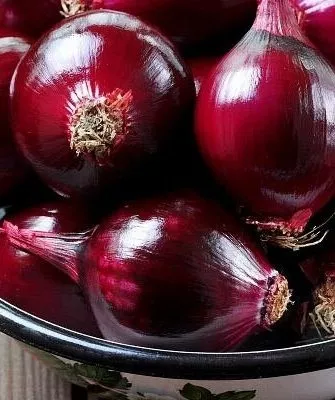 лук сорта Чёрный принц