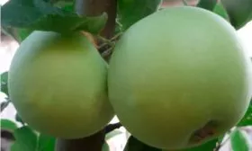 Характеристики Яблоня Весна