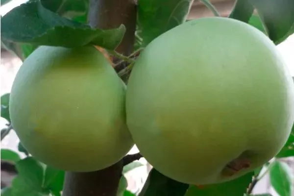 Характеристики Яблоня Весна