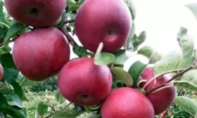 Макинтош Яблоня Флорина1