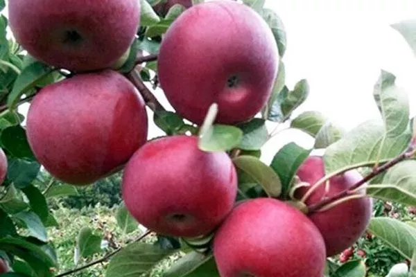 Макинтош Яблоня Флорина1