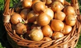 лук Изумруд - сбор урожая