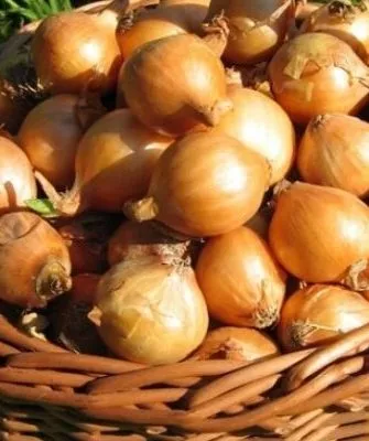 лук Изумруд - сбор урожая