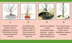 Алгоритм проведения посадочных работ яблони Орловим1
