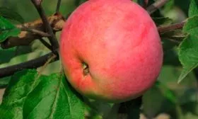 Ананасное коричное