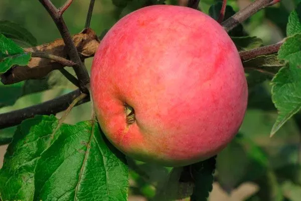 Ананасное коричное