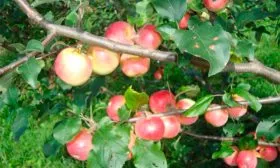 Анис Свердловский яблона сорт