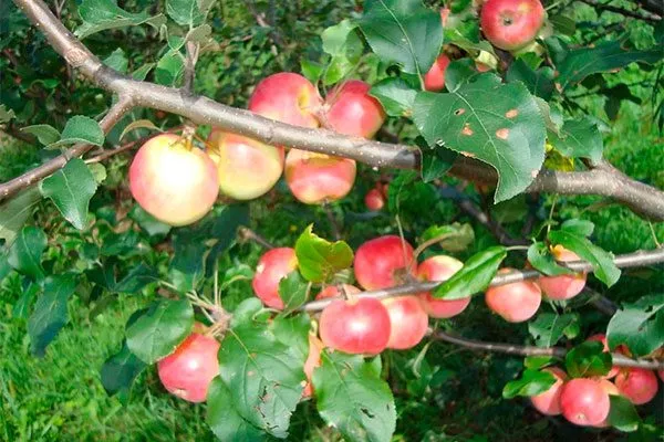 Анис Свердловский яблона сорт