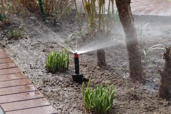 автополив яблони Ола