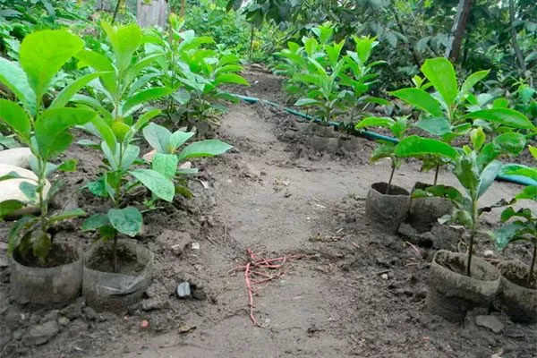 сажецы хурмы Хурма Сосновская